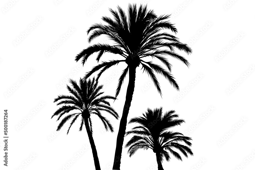 Tropical palms trees forest symbol. Palm trees isolated on a white background. Illustration. Black and white pattern.
