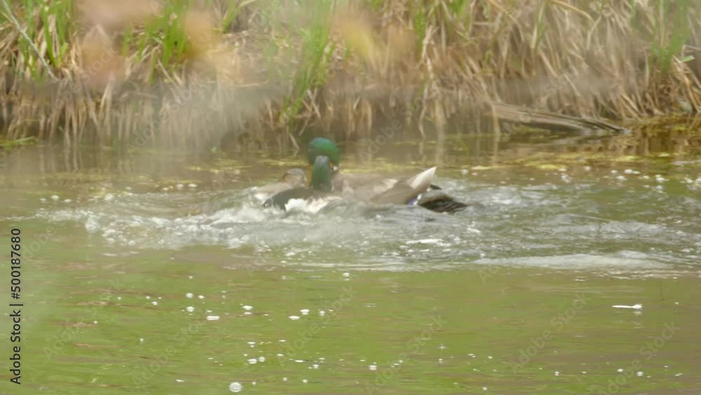 Male duck defends a female duck from another male duck , Royal Botanical Gardens Male duck defends a female duck from another male duck , Royal Botanical Gardens