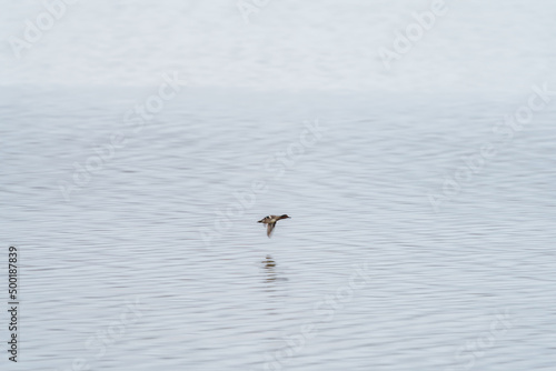 Duck flying alone over the calm lake
