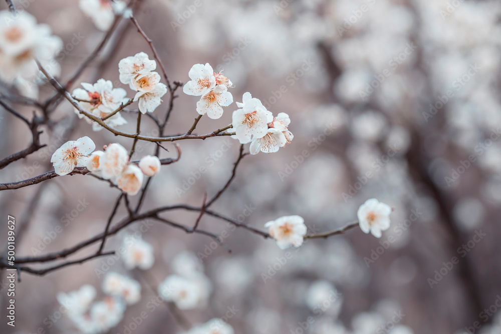 white plum blossoms in spring