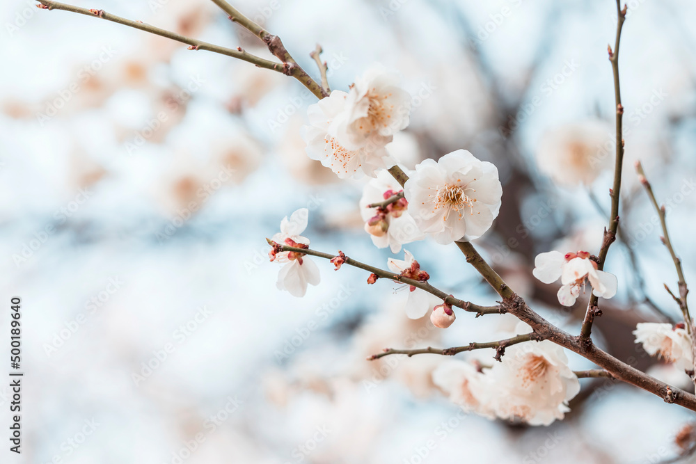 white plum blossoms in spring white plum blossoms in spring