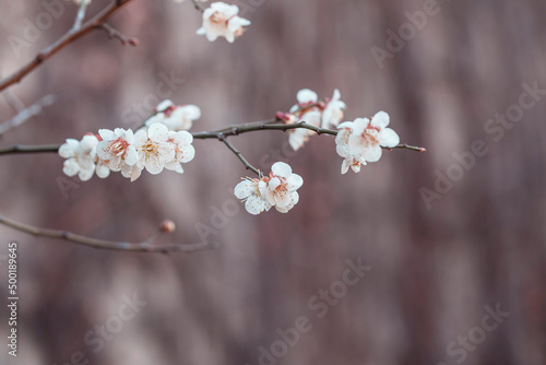 white plum blossoms in spring