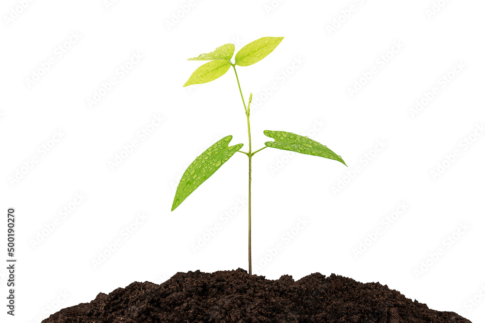 Sprout growing from soil on white background with clipping path, environmental concept Sprout growing from soil on white background with clipping path, environmental concept