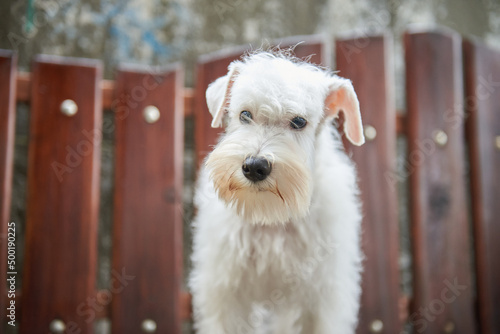 portrait of a white miniature schnauzer puppy, close-up
