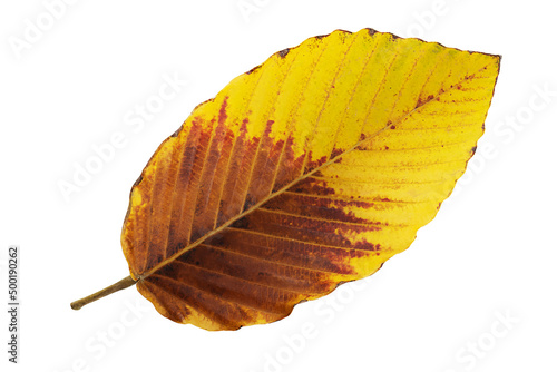 Brown yellow leaf on white background with clipping path photo