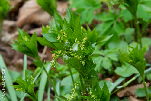 Dog\'s mercury, Mercurialis perennis, growing in wood. Mass of woodland plants in flower in British spring, in the family Euphorbiaceae