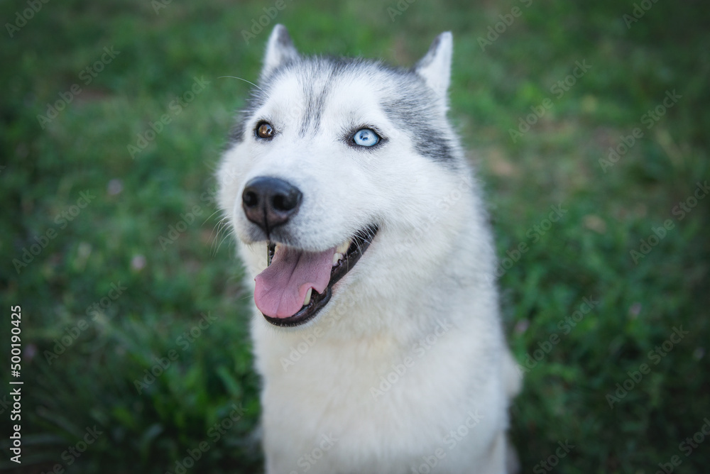 portrait of a dog breed Siberian Husky with multi-colored eyes, close-up