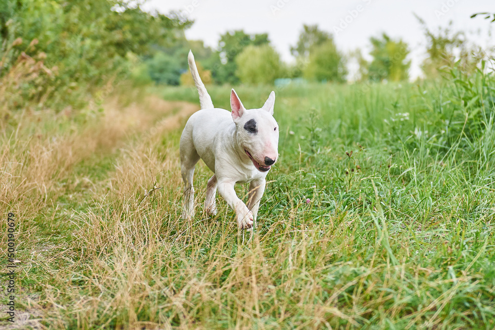 White bull terrier runs through a clearing near the forest