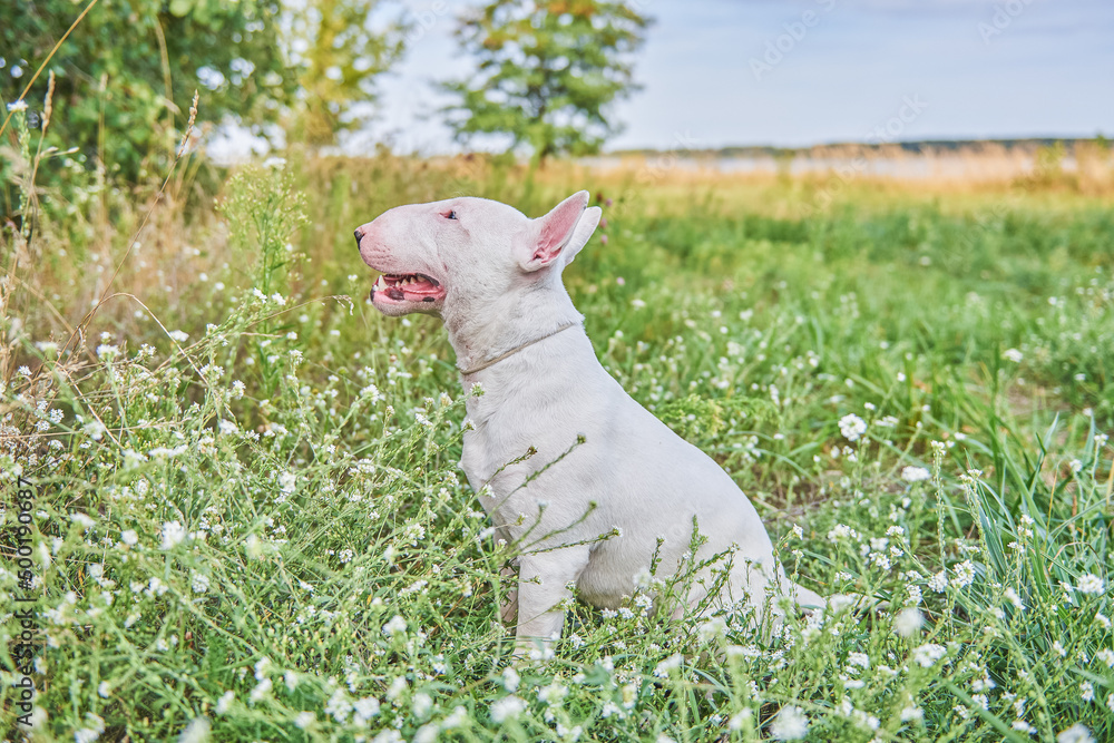 Portrait of a bull terrier in tall grass