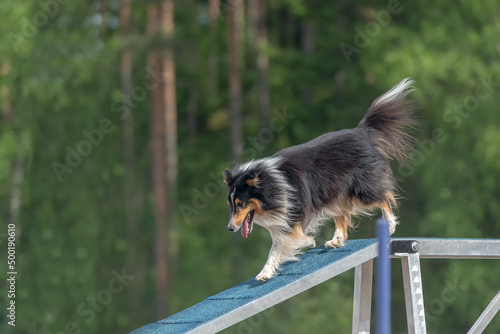 Shetland Sheepdog is running on the boom on a dog agility course