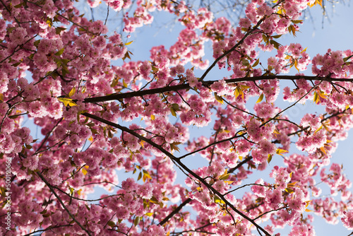 Cherry blossom, Sakura, Japanese cherry tree