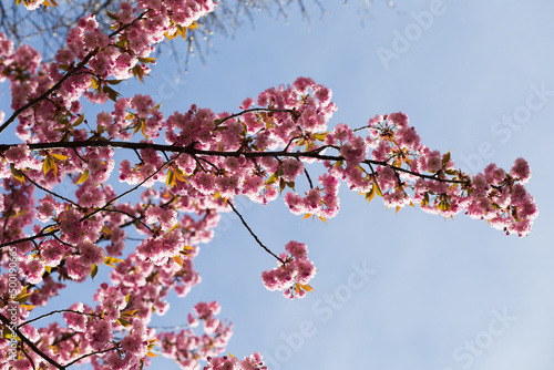 Cherry blossom, Sakura, Japanese cherry tree