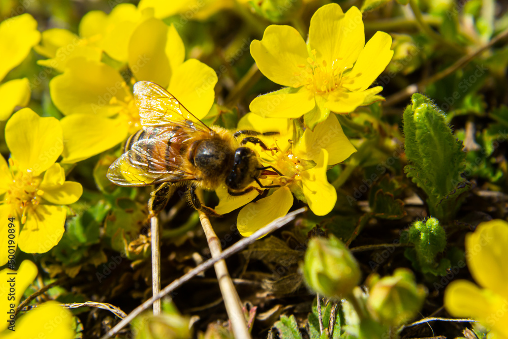 bee collects nectar from Potentilla arenaria, Tormentilla erecta, Potentilla laeta, Potentilla tormentilla, tormentil, septfoil, erect cinquefoil yellow small wildflowers melliferous plants - obrazy, fototapety, plakaty 