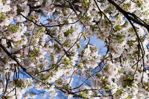 Cherry blossom, Sakura, Japanese cherry tree