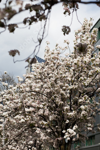 Cherry blossom, Sakura, Japanese cherry tree