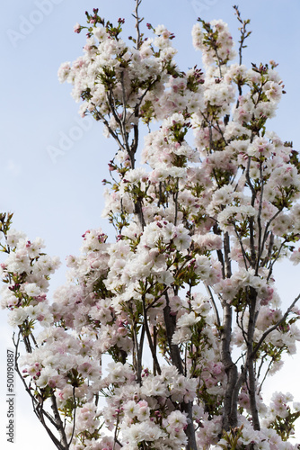 Cherry blossom, Sakura, Japanese cherry tree
