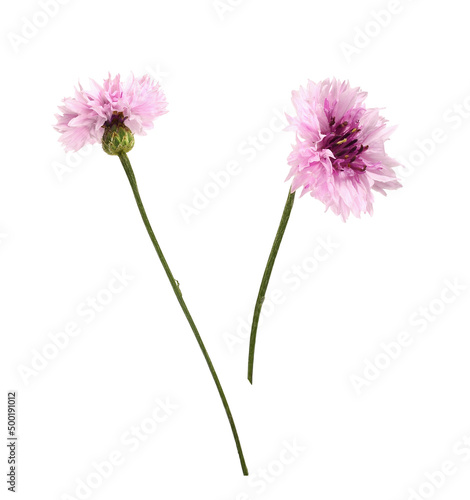Set of pink knapweed flower...