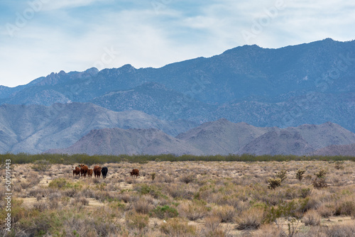 Cattle Grazing in Desert