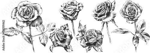Roses outline vector set. Flowers hand drawn.