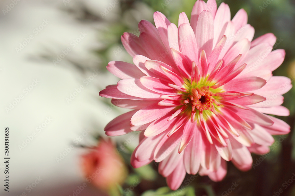 Fototapeta premium pink dahlia flower