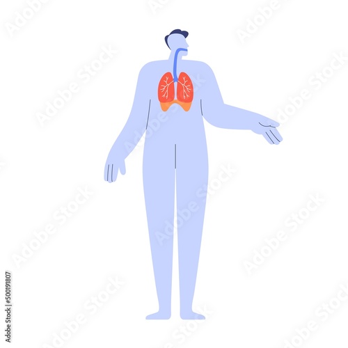 Respiratory system with pulmonary organs, bronchi, lungs. Human body anatomy. Breathing tract, simple anatomical structure. Respiration apparatus. Flat vector illustration isolated on white background