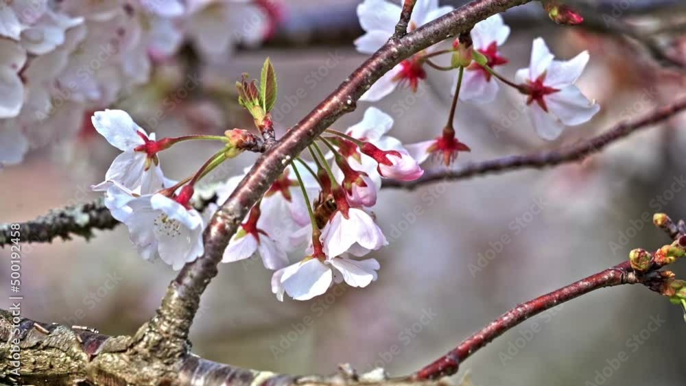 Bee On A Blooming White Sakura Flower Tree. Selective Focus Shot Bee On A Blooming White Sakura Flower Tree. Selective Focus Shot