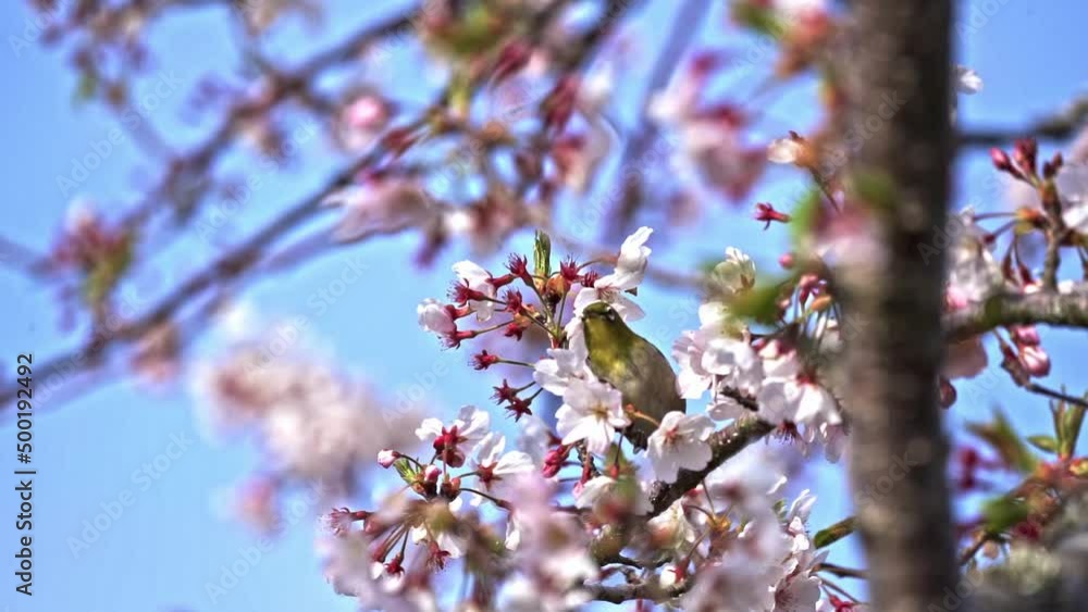 Japanese White-eye Bird Resting On Branches Of Sakura Blossom Tree. Selective Focus Shot Japanese White-eye Bird Resting On Branches Of Sakura Blossom Tree. Selective Focus Shot