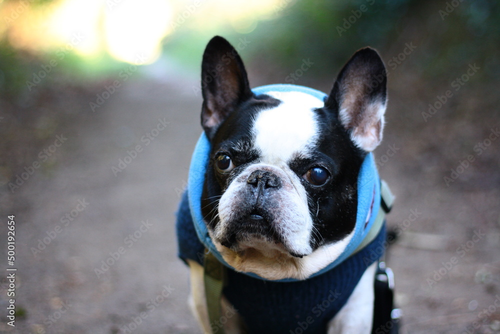 chien bouledogue français chien bouledogue français
