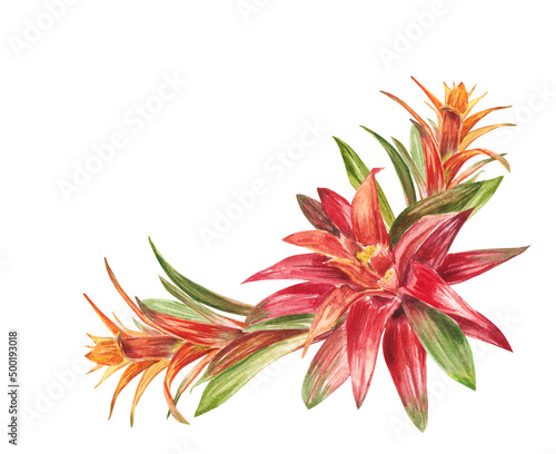 Foto Tropical bromeliad plant with red and green leaves, hand-painted in watercolor
