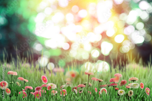 Beautiful blooming daisy flowers in green meadow on sunny day, bokeh effect © New Africa