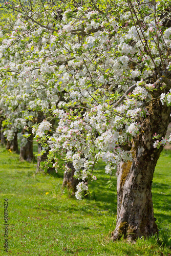 Apfelblüte in der Schweiz
