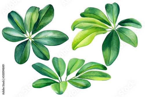 Set green exotic leaves on white background. Watercolor botanical tropical illustration. 