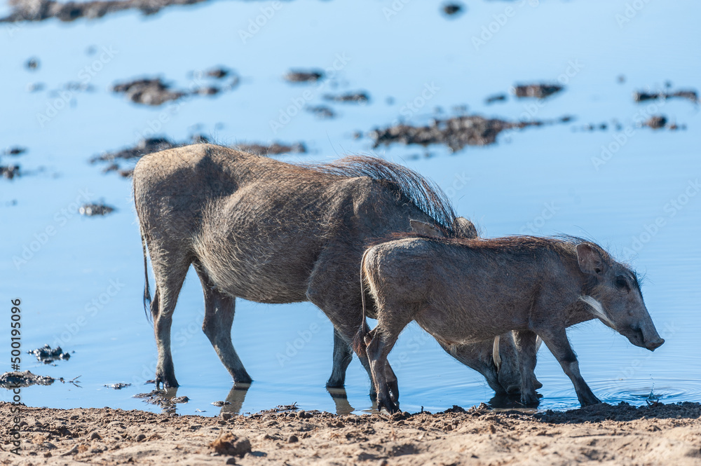 Closeup of a group of Common Warthogs - Phacochoerus africanus- near a waterhole of Etosha. Etosha National Park, Namibia. Closeup of a group of Common Warthogs - Phacochoerus africanus- near a waterhole of Etosha. Etosha National Park, Namibia.
