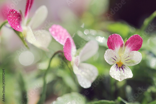 purple intentry flowers on green background