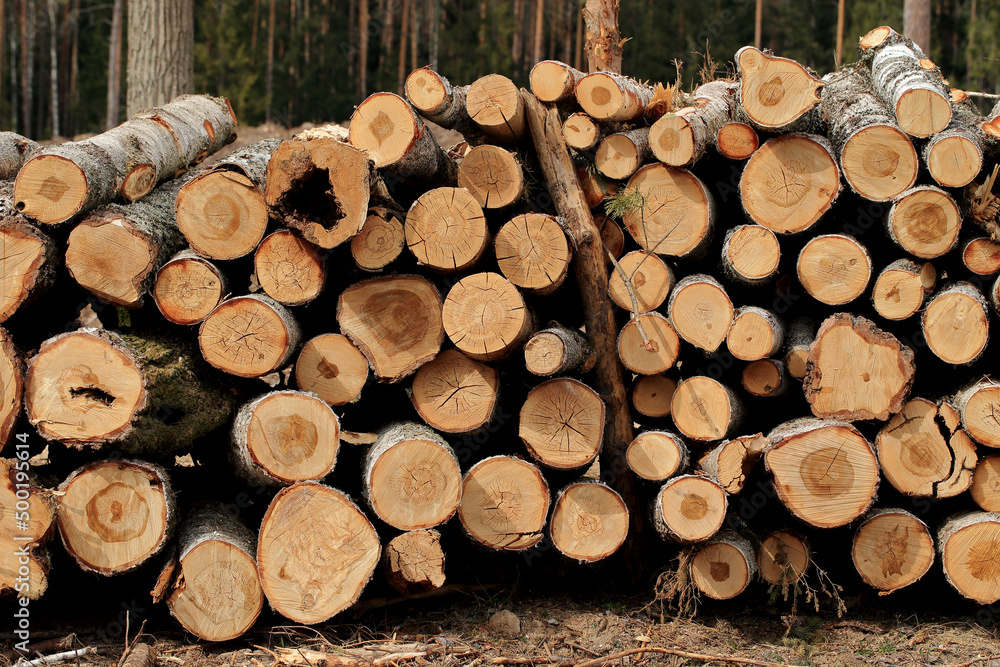 Wood in stock in the Augustów Primeval Forest Wood in stock in the Augustów Primeval Forest