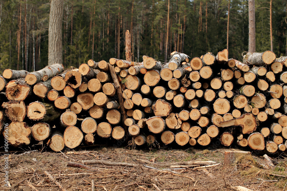 Wood in stock in the Augustów Primeval Forest