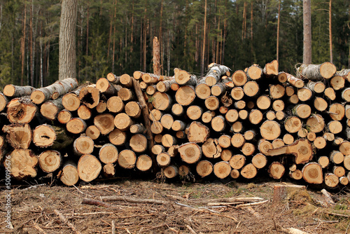 Obraz na płótnie Wood in stock in the Augustów Primeval Forest w salonie