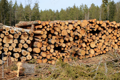Obraz na płótnie Wood in stock in the Augustów Primeval Forest w salonie
