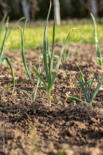 Close up shot of fresh spring onions growing in the garden