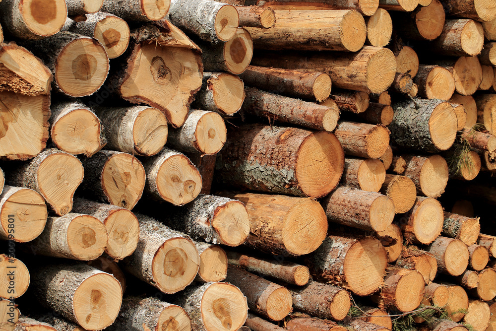 Wood in stock in the Augustów Primeval Forest
