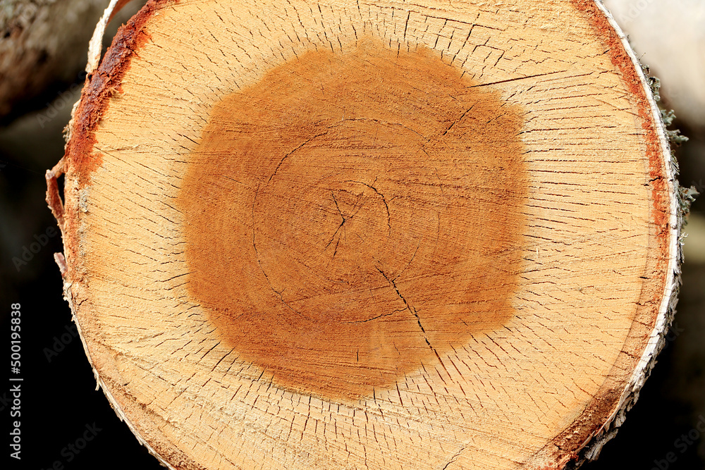 Wood in stock in the Augustów Primeval Forest