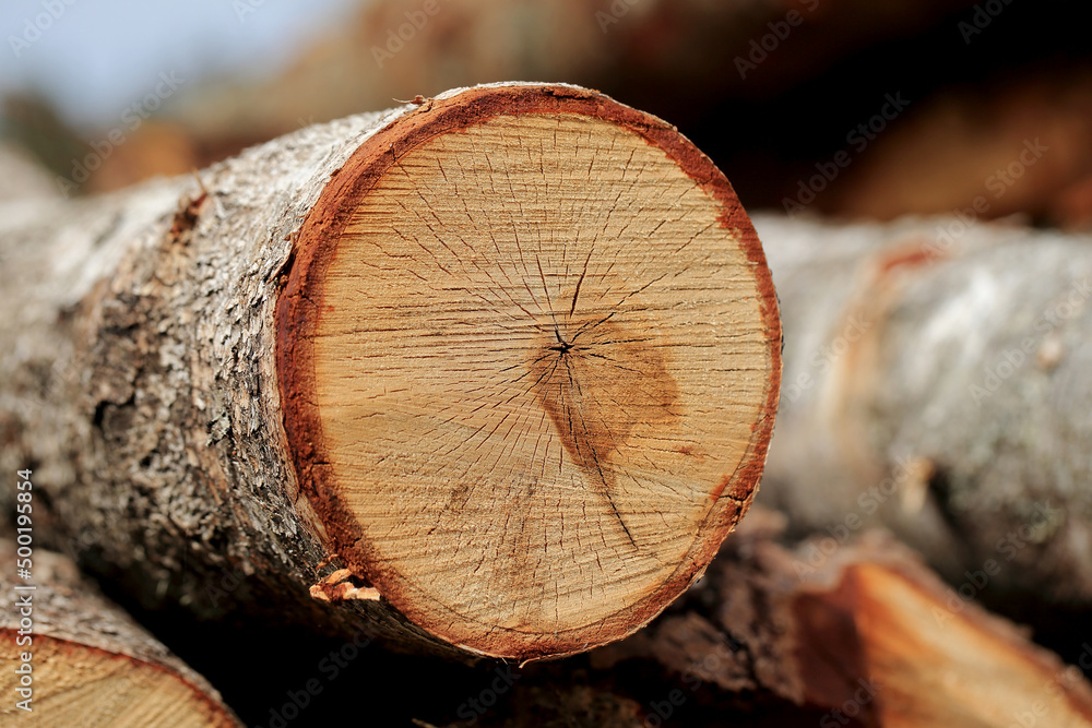 Wood in stock in the Augustów Primeval Forest
