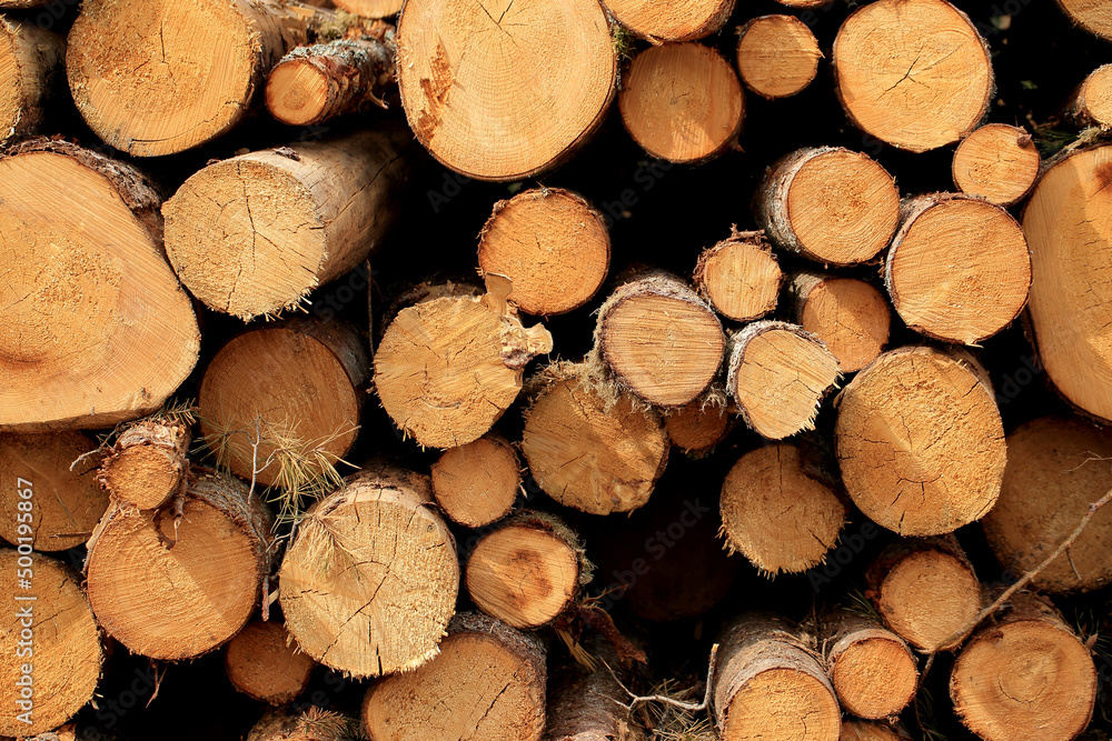 Wood in stock in the Augustów Primeval Forest