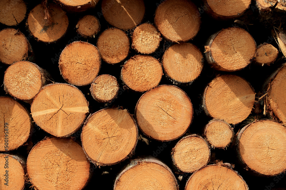 Wood in stock in the Augustów Primeval Forest