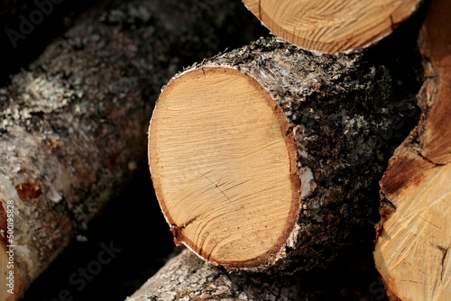 Obraz na płótnie Wood in stock in the Augustów Primeval Forest w salonie
