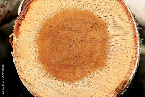Obraz na płótnie Wood in stock in the Augustów Primeval Forest w salonie