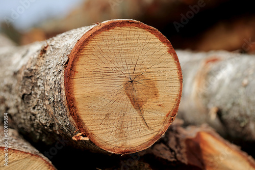 Obraz na płótnie Wood in stock in the Augustów Primeval Forest w salonie