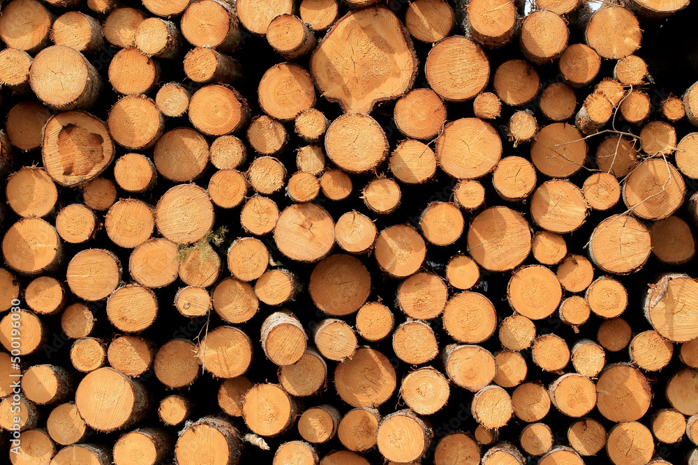 Wood in stock in the Augustów Primeval Forest