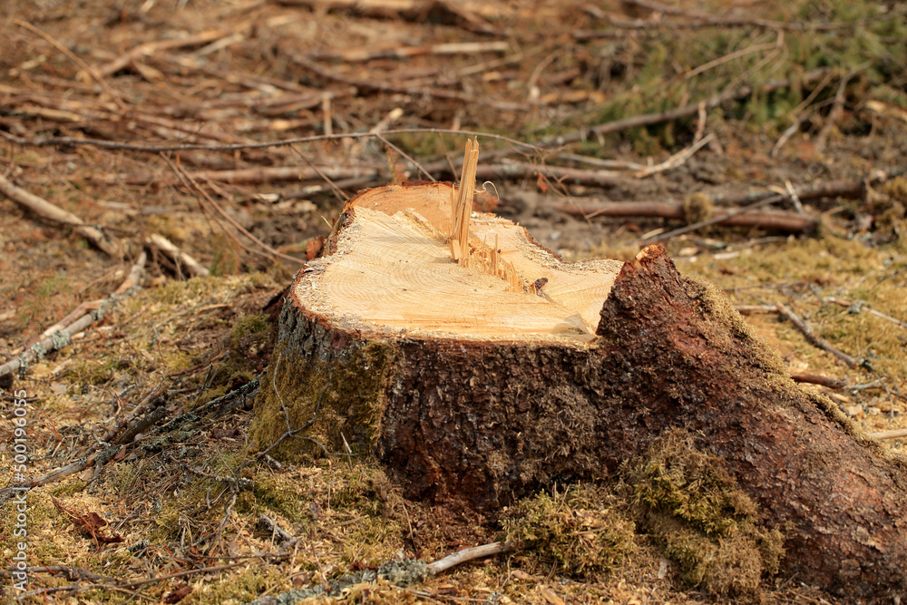 Stumps after cut trees in the Augustów Primeval Forest (Poland)