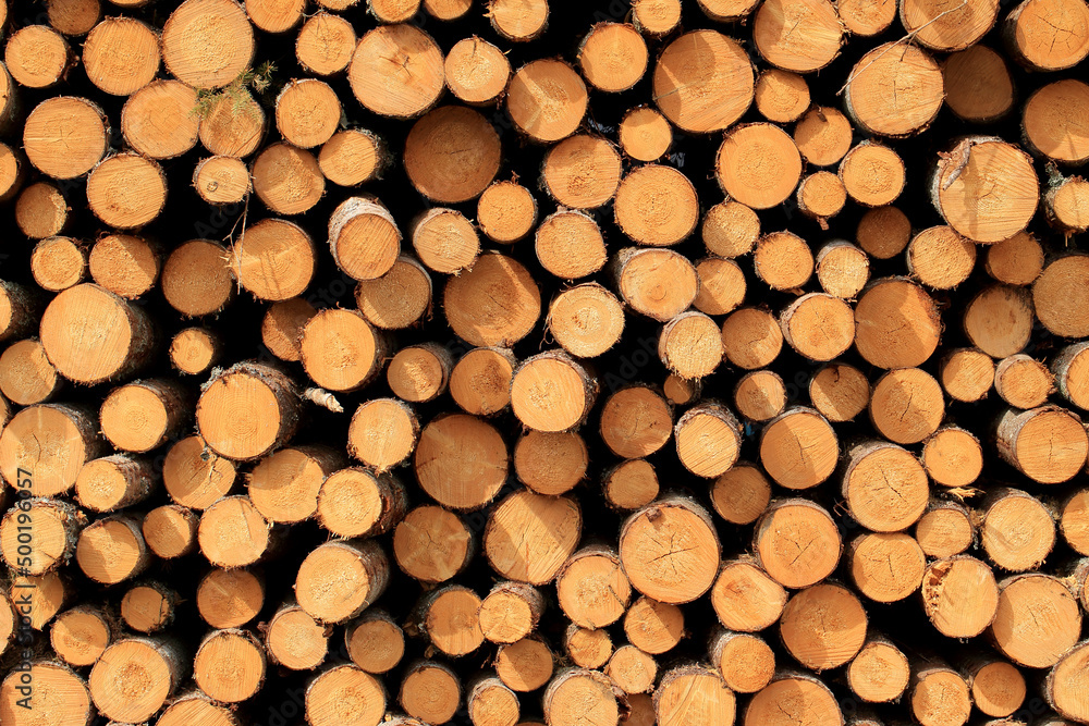 Wood in stock in the Augustów Primeval Forest